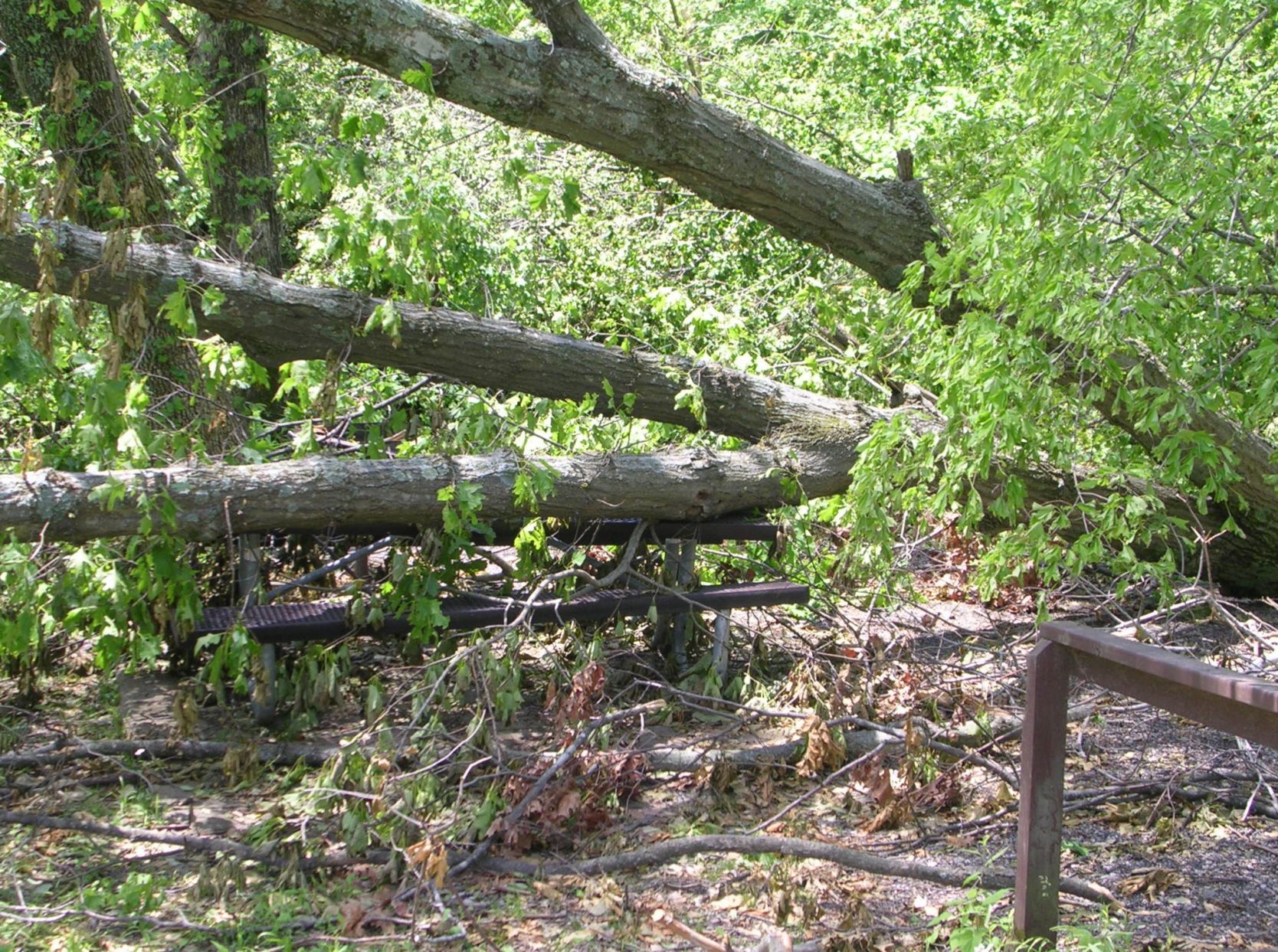 2009 Derecho.jpg